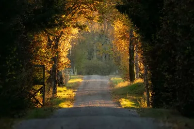 Empty rural road in autumn lit by low golden sunlight, framed by dense trees